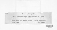 Lophodermium foliicola image